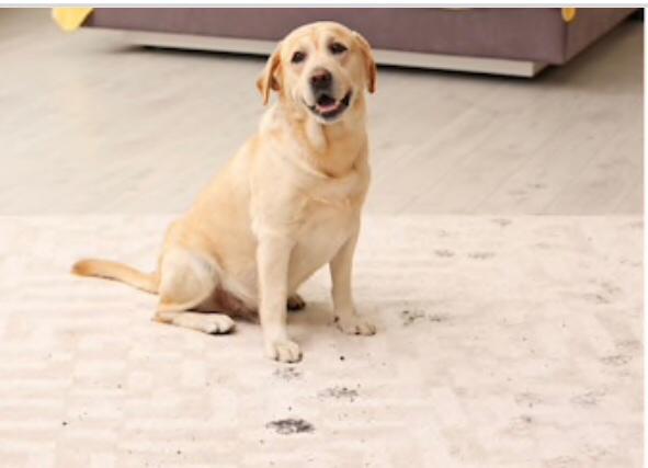 Muddy paw prints indicating someone's need for carpet cleaning in Lawton, OK